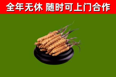 营口回收冬虫夏草