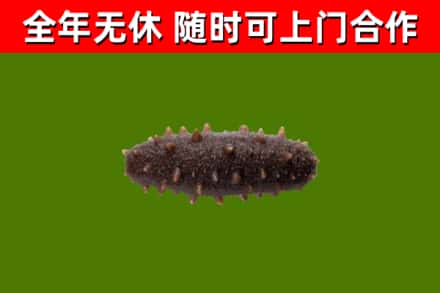 营口回收海参干